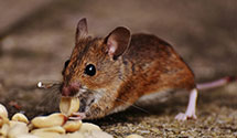 Attic and Crawl Space Pest Treatment
